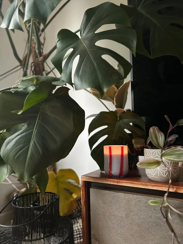 Maegen Atina Candle - Tomato & Mint Leaf