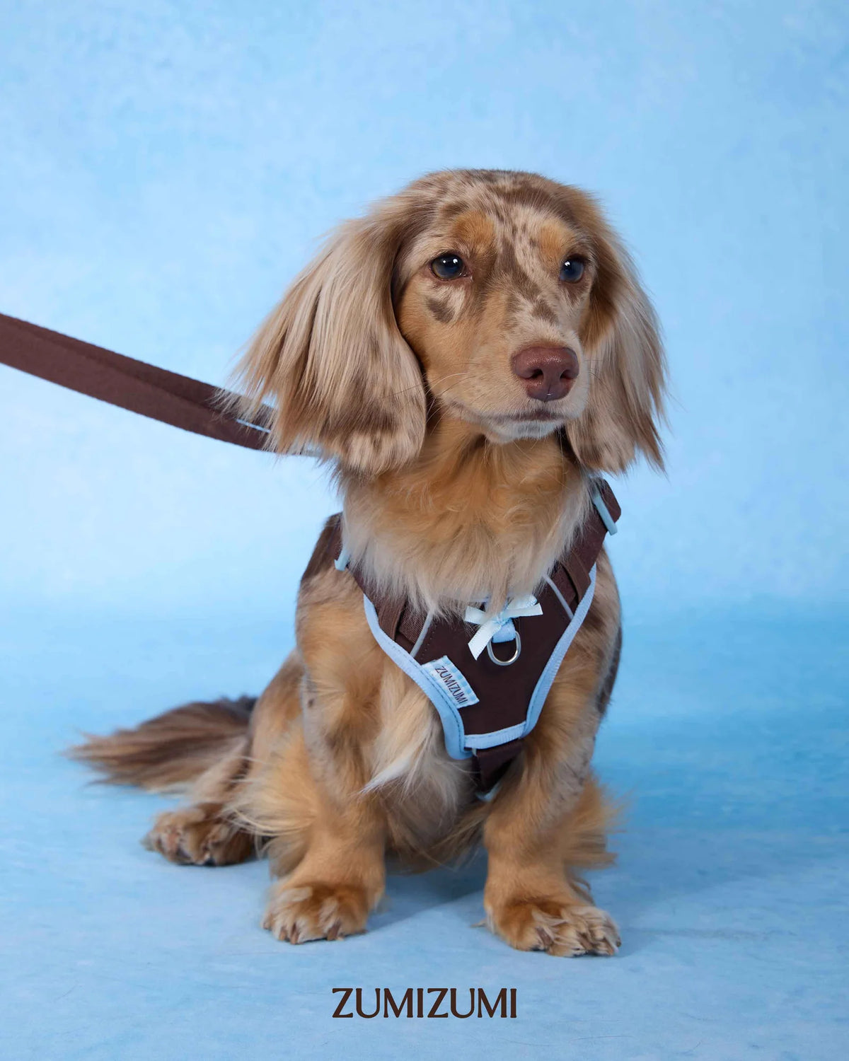 A long-haired dachshund wearing a brown and blue harness with a matching leash, sitting against a light blue studio background. The brand name ZUMIZUMI is printed at the bottom.