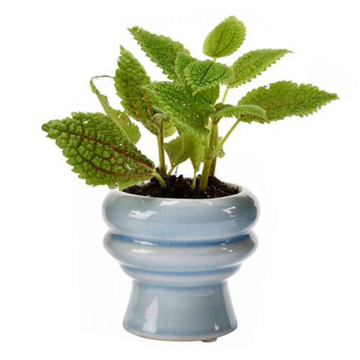 the pot housing some mint