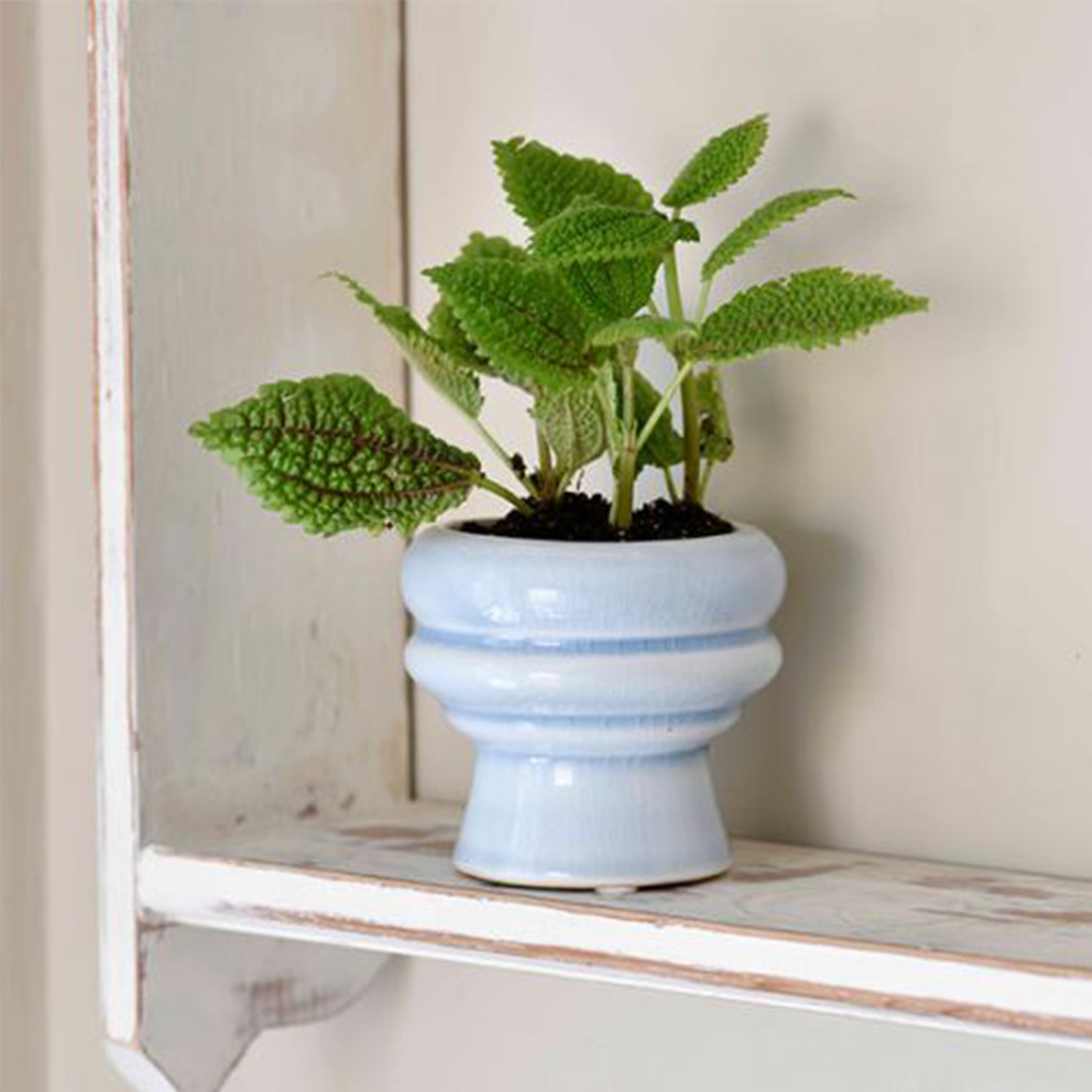 the pot on a rustic white shelf housing some mint